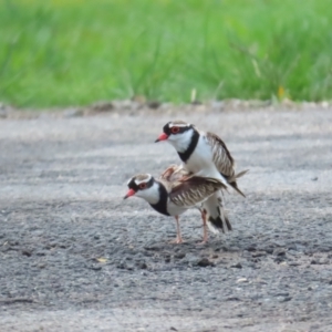 Charadrius melanops at Port Douglas, QLD - 1 Jul 2023 03:32 PM