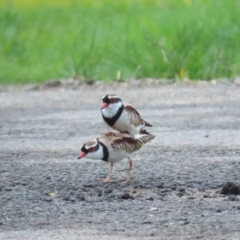 Charadrius melanops at Port Douglas, QLD - 1 Jul 2023