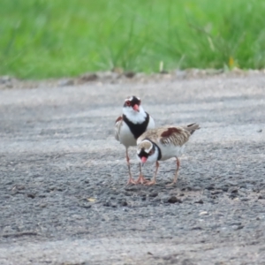 Charadrius melanops at Port Douglas, QLD - 1 Jul 2023 03:32 PM