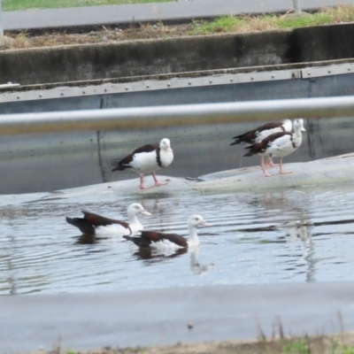 Radjah radjah (Radjah Shelduck) at Port Douglas, QLD - 1 Jul 2023 by BenW