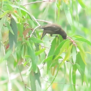 Myzomela obscura at Port Douglas, QLD - 1 Jul 2023 02:28 PM