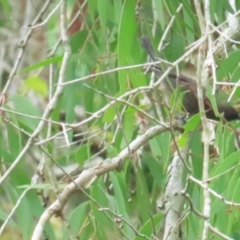 Myzomela obscura at Port Douglas, QLD - 1 Jul 2023