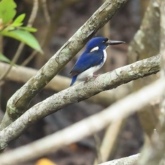 Ceyx pusillus (Little Kingfisher) at Port Douglas, QLD - 1 Jul 2023 by BenW