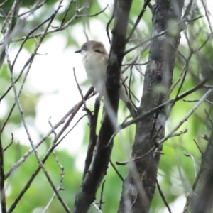 Gerygone magnirostris at Port Douglas, QLD - 1 Jul 2023