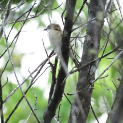 Gerygone magnirostris (Large-billed Gerygone) at Port Douglas, QLD - 1 Jul 2023 by BenW