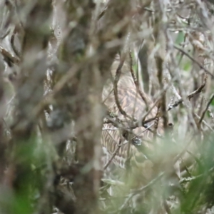 Nycticorax caledonicus at Port Douglas, QLD - 1 Jul 2023