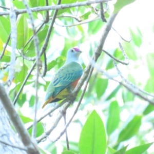 Ptilinopus regina at Port Douglas, QLD - 30 Jun 2023