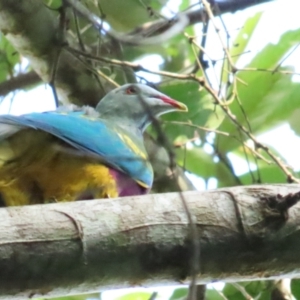 Ptilinopus magnificus at Julatten, QLD - 30 Jun 2023 03:50 PM