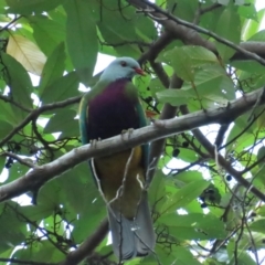 Ptilinopus magnificus at Julatten, QLD - 30 Jun 2023