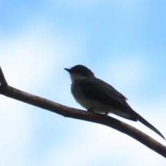 Rhipidura rufiventris (Northern Fantail) at Julatten, QLD - 30 Jun 2023 by BenW