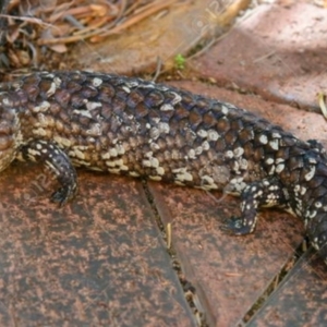 Tiliqua rugosa at Red Hill, ACT - 31 Mar 2021 11:11 AM