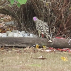 Chlamydera nuchalis (Great Bowerbird) at Mount Molloy, QLD - 30 Jun 2023 by BenW