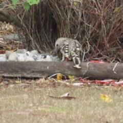 Chlamydera nuchalis at Mount Molloy, QLD - 30 Jun 2023 12:06 PM