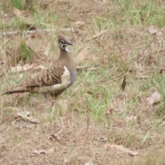 Geophaps scripta (Squatter Pigeon) at Mount Molloy, QLD - 30 Jun 2023 by BenW