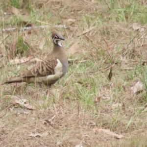 Geophaps scripta at Mount Molloy, QLD - 30 Jun 2023 12:02 PM