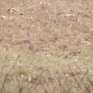 Geophaps scripta at Mount Molloy, QLD - 30 Jun 2023 12:02 PM