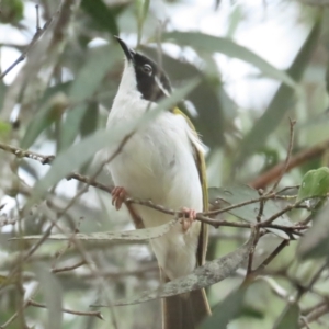 Melithreptus albogularis at Mount Molloy, QLD - 30 Jun 2023 12:07 PM