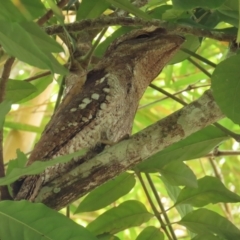 Podargus papuensis (Papuan Frogmouth) at Julatten, QLD - 30 Jun 2023 by BenW