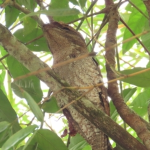 Podargus papuensis at suppressed - suppressed