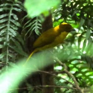 Prionodura newtoniana at Mount Carbine, QLD - 30 Jun 2023