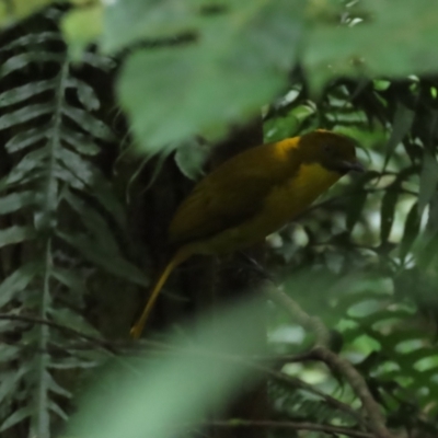 Prionodura newtoniana (Golden Bowerbird) at Mount Carbine, QLD - 29 Jun 2023 by BenW