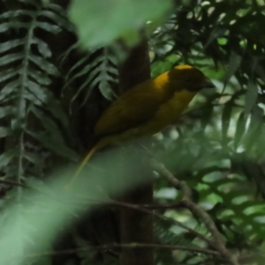 Prionodura newtoniana at Mount Carbine, QLD - 30 Jun 2023