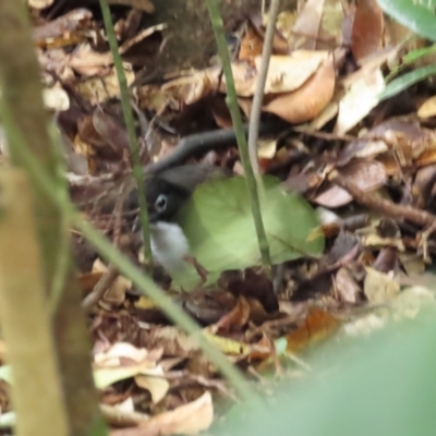 Orthonyx spaldingii (Chowchilla) at Mount Carbine, QLD - 29 Jun 2023 by BenW