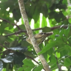 Sericornis keri (Atherton Scrubwren) at Mount Carbine, QLD - 30 Jun 2023 by BenW