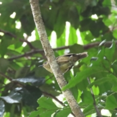 Sericornis keri (Atherton Scrubwren) at Mount Carbine, QLD - 29 Jun 2023 by BenW