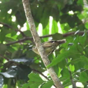 Sericornis keri at Mount Carbine, QLD - 30 Jun 2023 09:19 AM