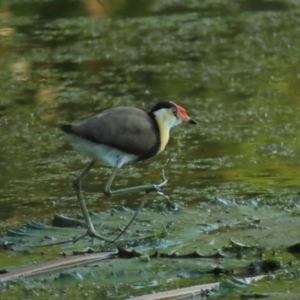 Irediparra gallinacea at Port Douglas, QLD - 30 Jun 2023 07:27 AM