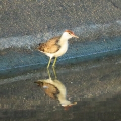 Irediparra gallinacea at Port Douglas, QLD - 30 Jun 2023 07:27 AM