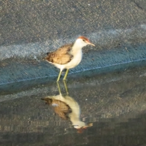 Irediparra gallinacea at Port Douglas, QLD - 30 Jun 2023 07:27 AM