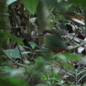 Pitta versicolor at Cow Bay, QLD - 29 Jun 2023