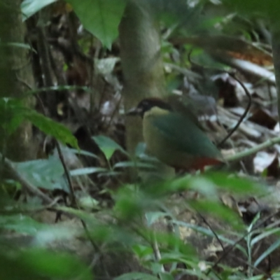 Pitta versicolor (Noisy Pitta) at Daintree National Park - 29 Jun 2023 by BenW