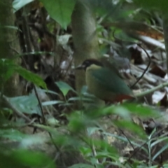 Pitta versicolor (Noisy Pitta) at Daintree National Park - 29 Jun 2023 by BenW