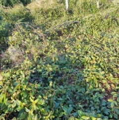 Kennedia rubicunda (Dusky Coral Pea) at Malua Bay, NSW - 3 Jul 2023 by LyndalT