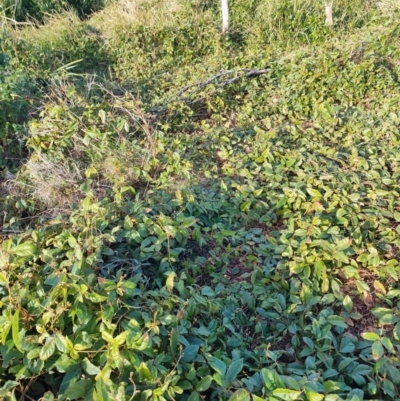 Kennedia rubicunda (Dusky Coral Pea) at Malua Bay, NSW - 3 Jul 2023 by LyndalT