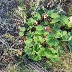 Pelargonium australe (Austral Stork's-bill) at Malua Bay, NSW - 2 Jul 2023 by LyndalT