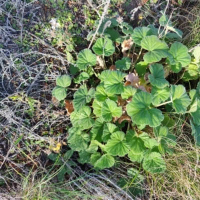 Pelargonium australe (Austral Stork's-bill) at Malua Bay, NSW - 3 Jul 2023 by LyndalT