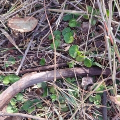 Dichondra repens (Kidney Weed) at Malua Bay, NSW - 2 Jul 2023 by LyndalT