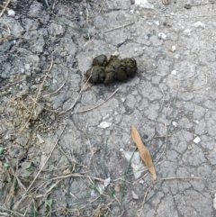 Vombatus ursinus (Common wombat, Bare-nosed Wombat) at Malua Bay, NSW - 3 Jul 2023 by LyndalT