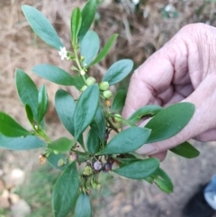 Myoporum boninense subsp. australe (Boobialla) at Malua Bay, NSW - 3 Jul 2023 by LyndalT
