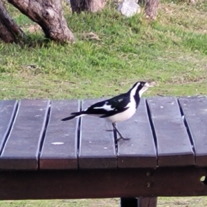 Grallina cyanoleuca at Nambucca Heads, NSW - 2 Jul 2023 04:11 PM