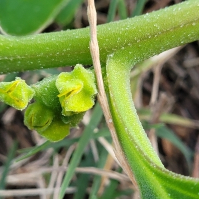 Tetragonia tetragonoides (Native Spinach, New Zealand Spinach) at Nambucca Heads, NSW - 2 Jul 2023 by trevorpreston