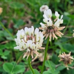 Trifolium repens (White Clover) at Nambucca Heads, NSW - 2 Jul 2023 by trevorpreston