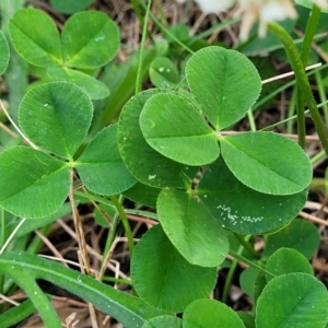 Trifolium repens at Nambucca Heads, NSW - 2 Jul 2023