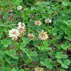 Trifolium repens at Nambucca Heads, NSW - 2 Jul 2023