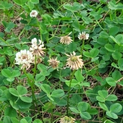Trifolium repens at Nambucca Heads, NSW - 2 Jul 2023 04:09 PM