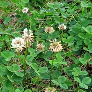 Trifolium repens at Nambucca Heads, NSW - 2 Jul 2023 04:09 PM